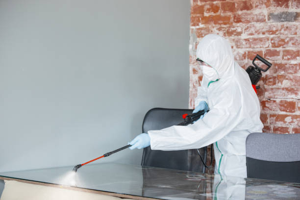 Why You Should Choose Our Mold Remediation Services in Basile, LA